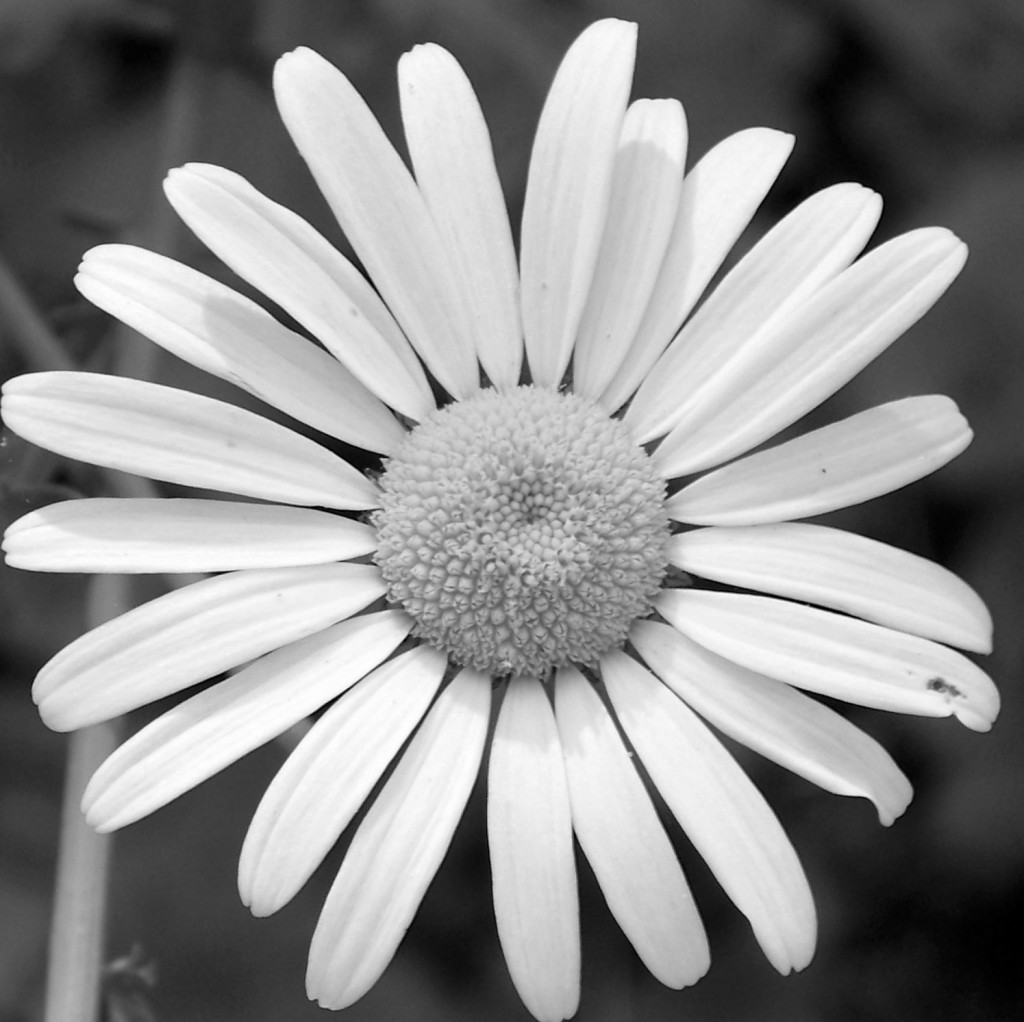 black and white daisy favicon