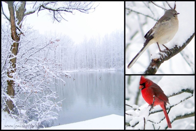 wintercollage