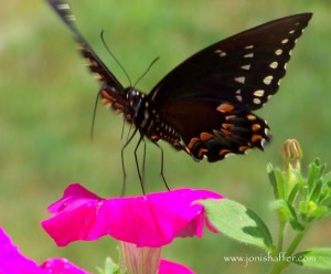 butterflyblog