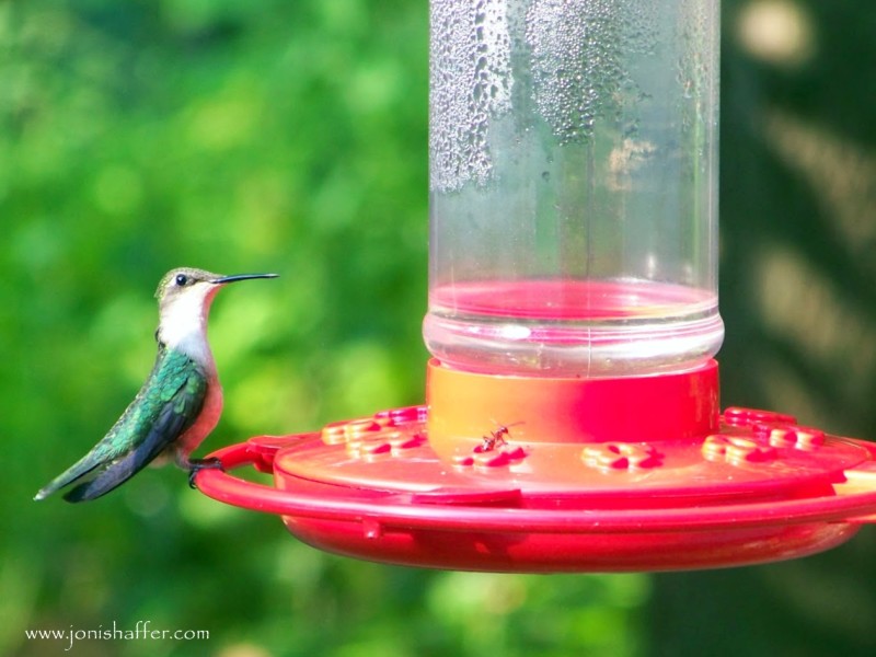 hummingbirdblog