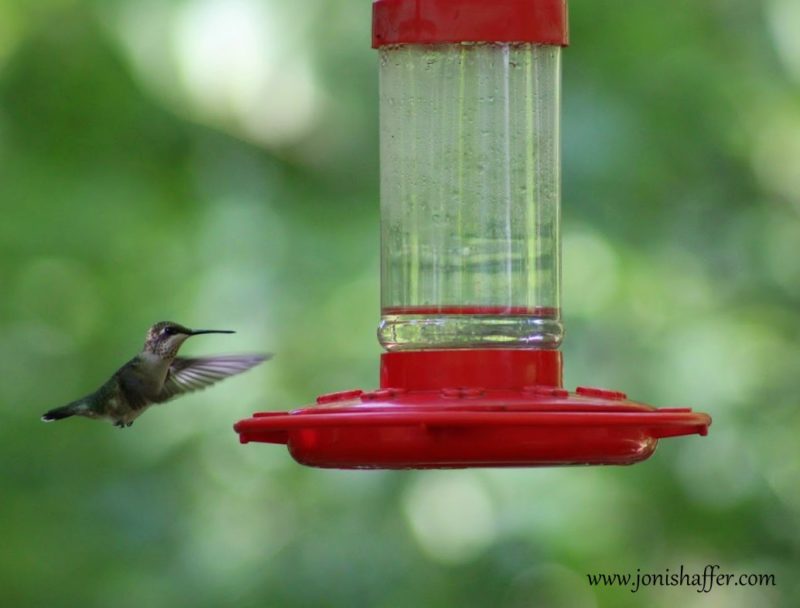 hummingbirdinflightblog